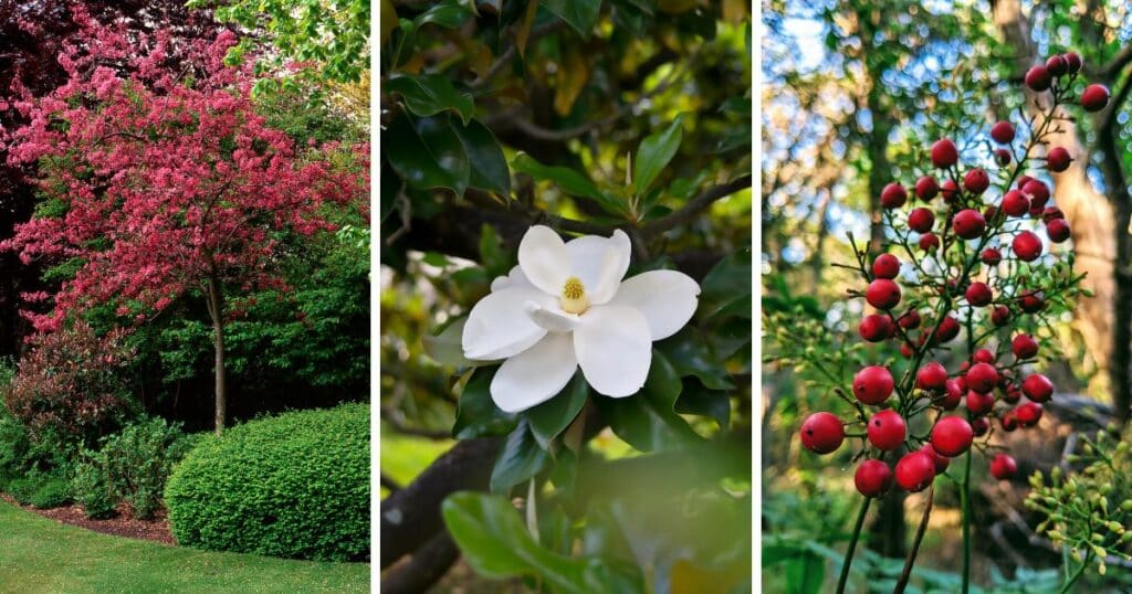 Magnolia, redbud and yaupon holly