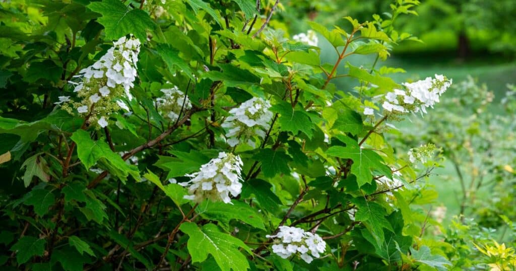 A close up of a bush with white flowers.
