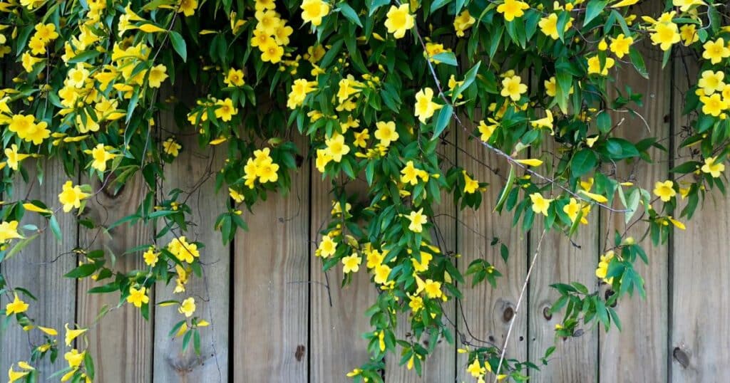Yellow flowering vines draping over a wooden fence.