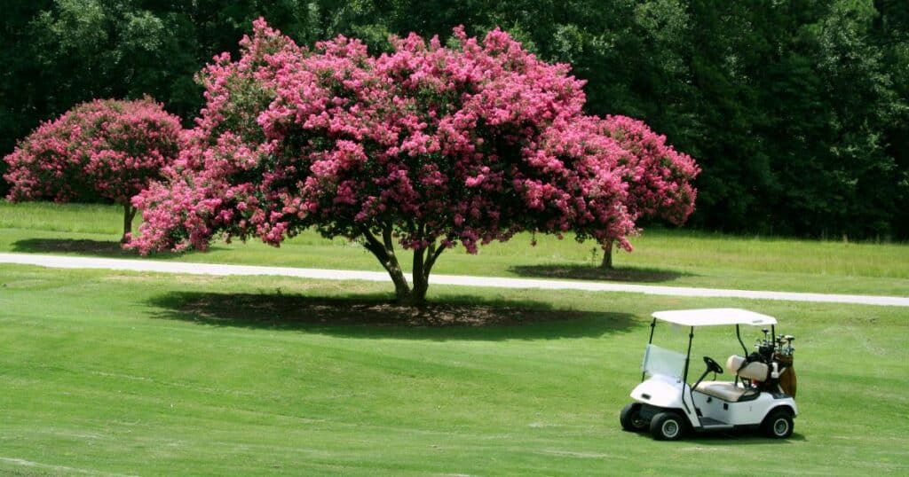 A golf cart parked on a grassy area near a large tree with vibrant pink blossoms.