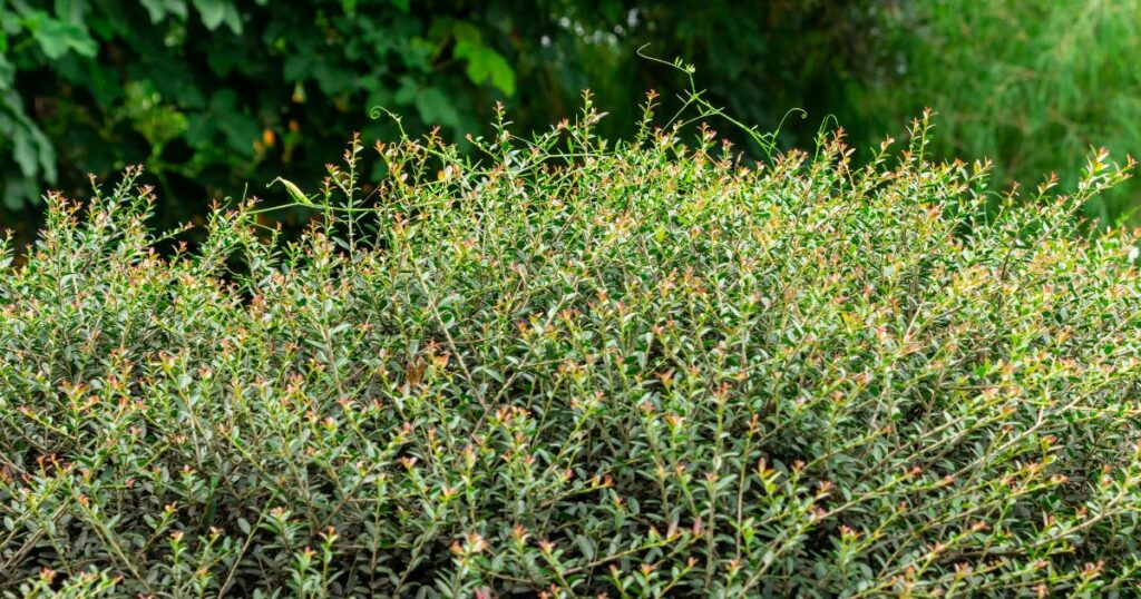 Shrub with small leaves and slender branches, set against a blurred green background.