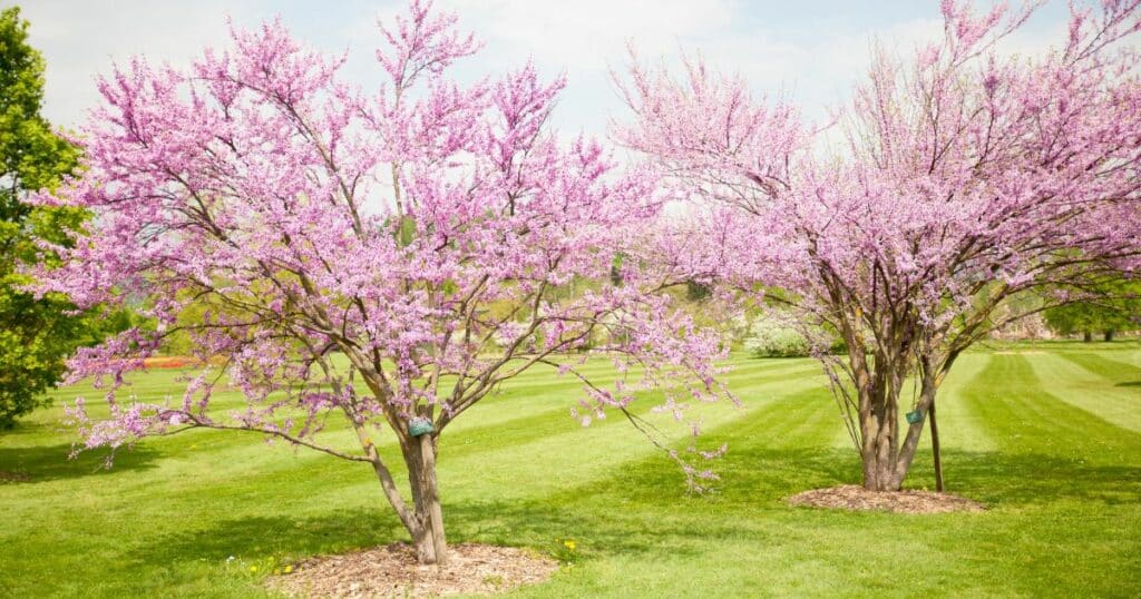 Two blooming eastern redbud trees with pink flowers in a lush green park.