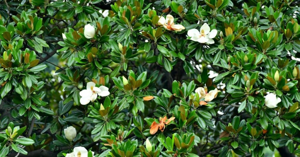 Dense green foliage with scattered white and orange flowers.