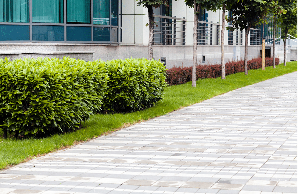 A paved walkway with neatly trimmed shrubs and trees alongside a modern building with large windows.