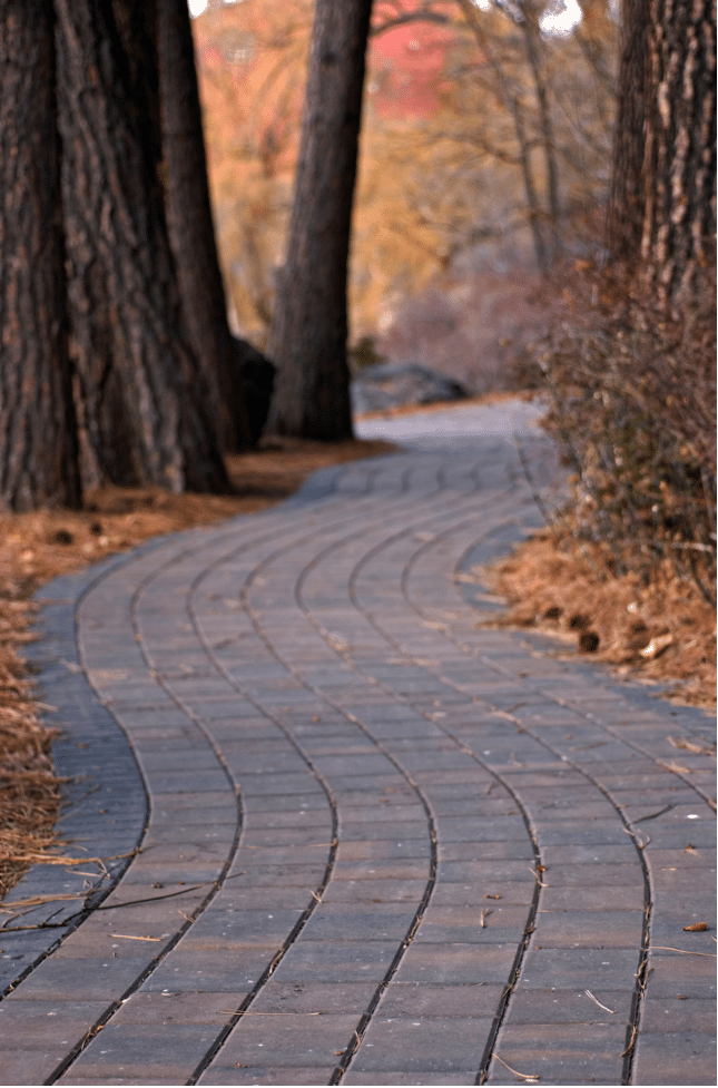 Curved paved pathway winding through a forested area with tall trees and scattered foliage.