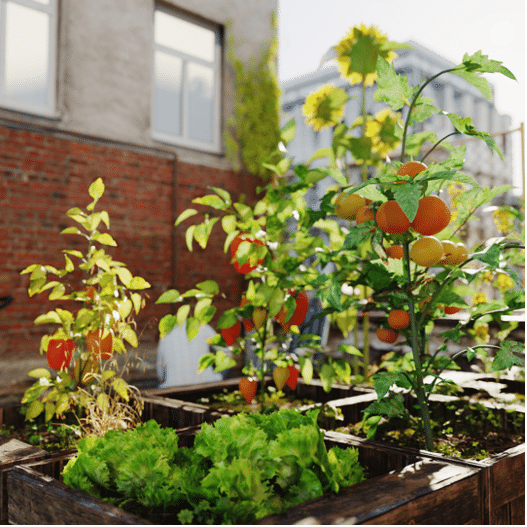 A vibrant urban garden with wooden planters filled with lettuce, blossoming pepper plants, and tomato plants bearing ripe tomatoes. Sunflowers are visible in the background near a brick building.