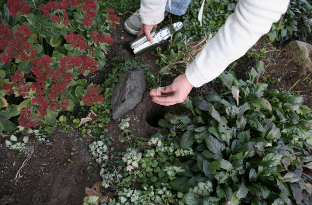 Person placing a snail shell near a small hole in garden soil, surrounded by various green plants and red flowers.