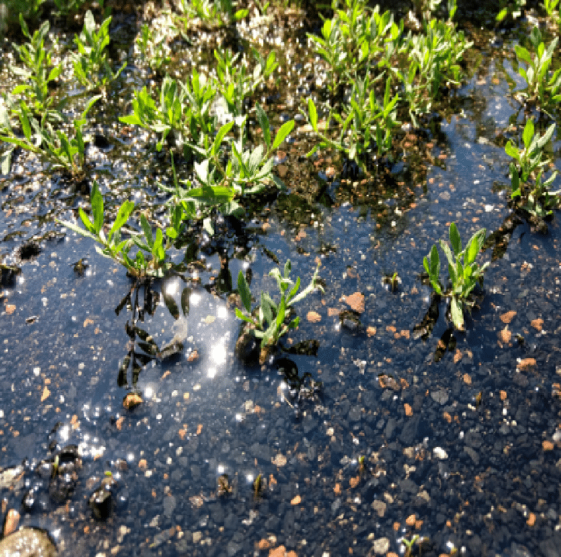 Small green plants growing through wet gravel, with sunlight reflecting on the water surface.