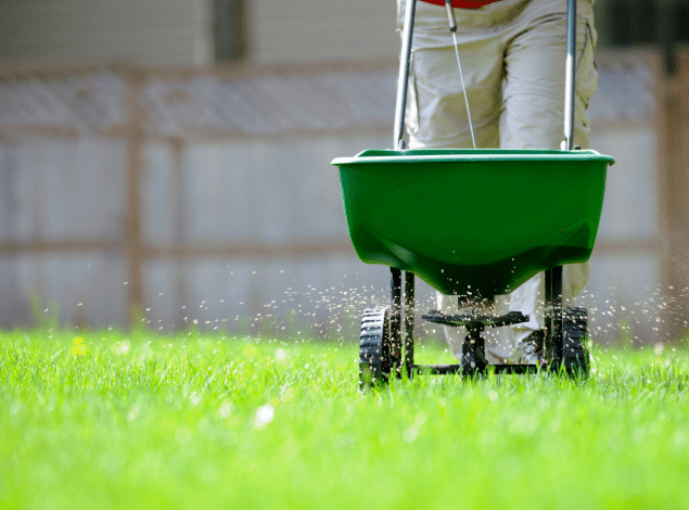 Person using a spreader to apply fertilizer on a green lawn.