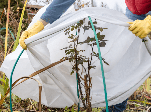 Person with yellow gloves covers a plant with a white frost cloth, supported by green hoops in a garden setting.