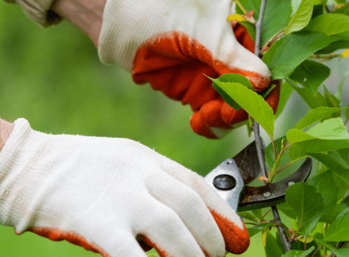 Person wearing gloves uses pruning shears to trim green leaves from a plant branch.