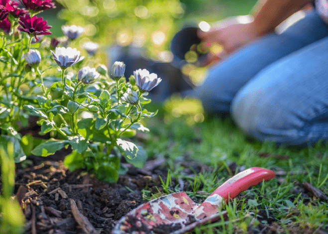 A person kneels on grass tending to flowering plants, with a red garden trowel resting on the ground nearby.