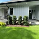 A row of four shrubs is planted in mulch in front of a light gray house with artificial grass and a small porch with steps and a railing.