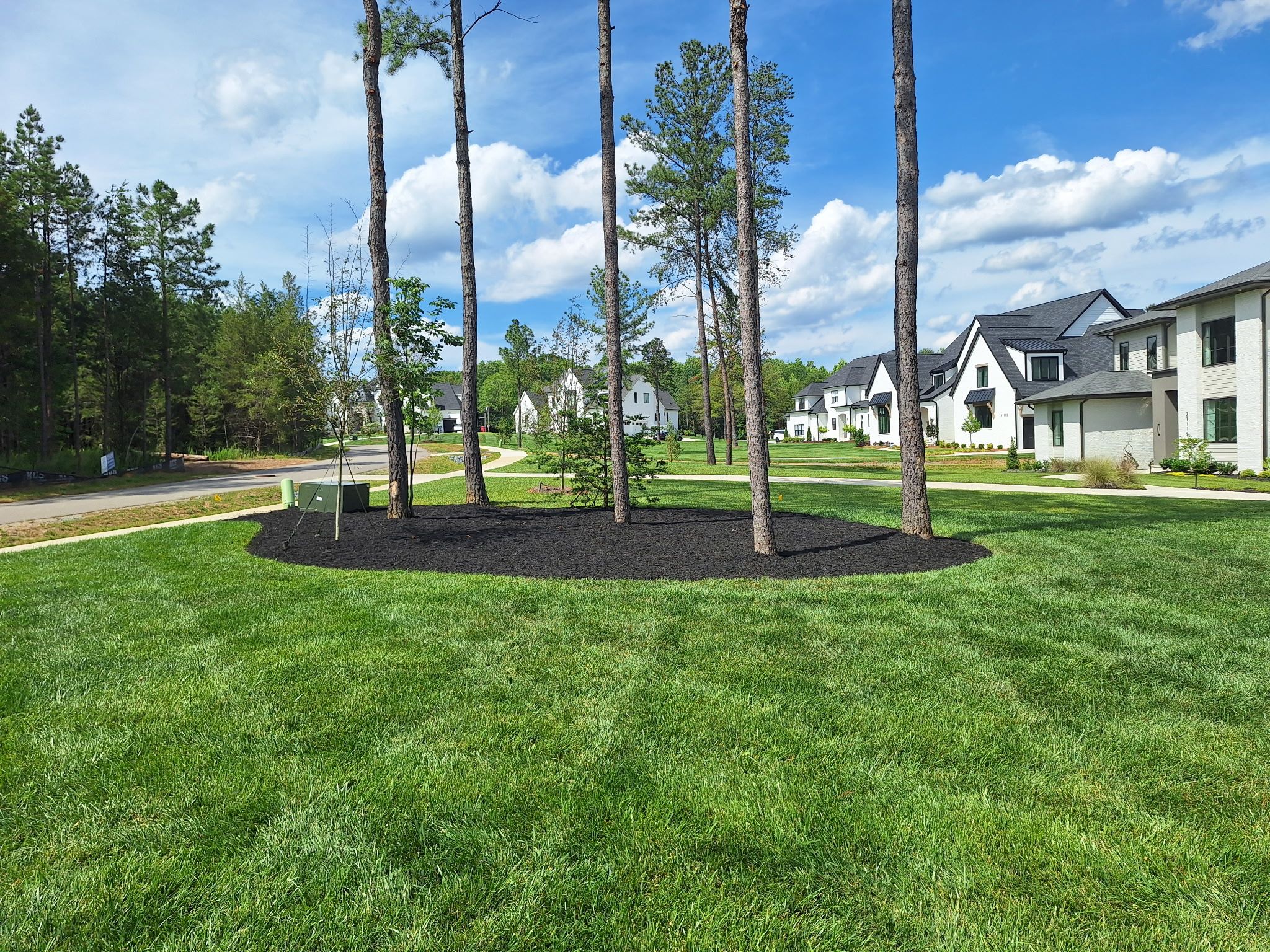 A landscaped suburban yard with green grass, tall trees surrounded by dark mulch, and modern houses in the background under a partly cloudy sky.