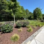 A landscaped garden with mulch, shrubs, and young trees beside a stone-edged sidewalk under a clear blue sky.