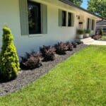 Landscaped front yard with mulch, small shrubs, conical evergreen trees, and a white brick house with green shutters and potted plants by the door.