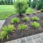 A landscaped garden bed with green ornamental grasses and shrubs, surrounded by mulch and bordered by stone pavers, with a lawn and hedges in the background.