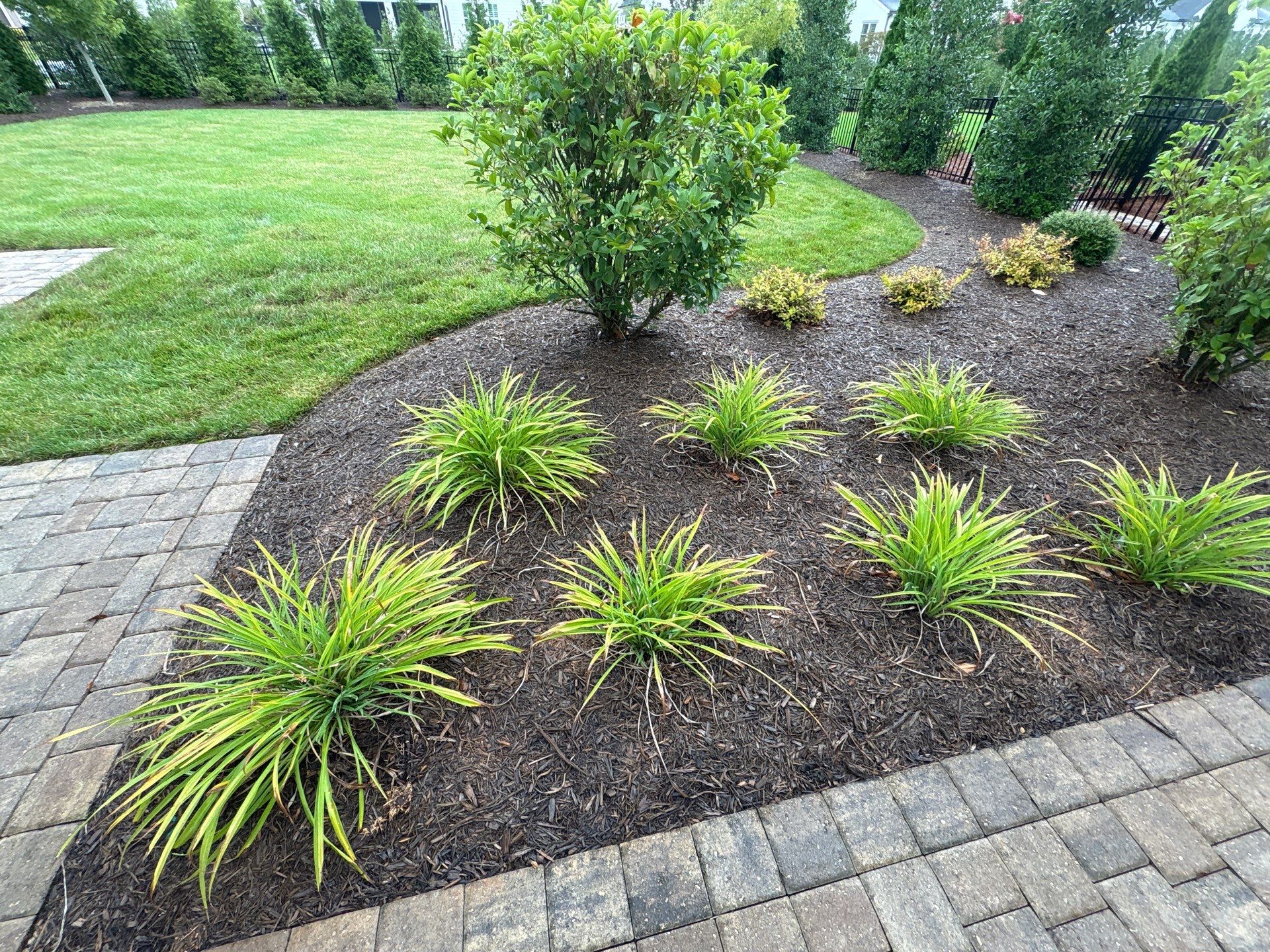 A landscaped garden bed with green ornamental grasses and shrubs, surrounded by mulch and bordered by stone pavers, with a lawn and hedges in the background.