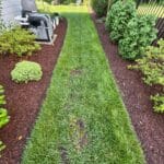 A narrow, neatly mowed grass path bordered by mulched garden beds with various shrubs, next to a house and a black metal fence.