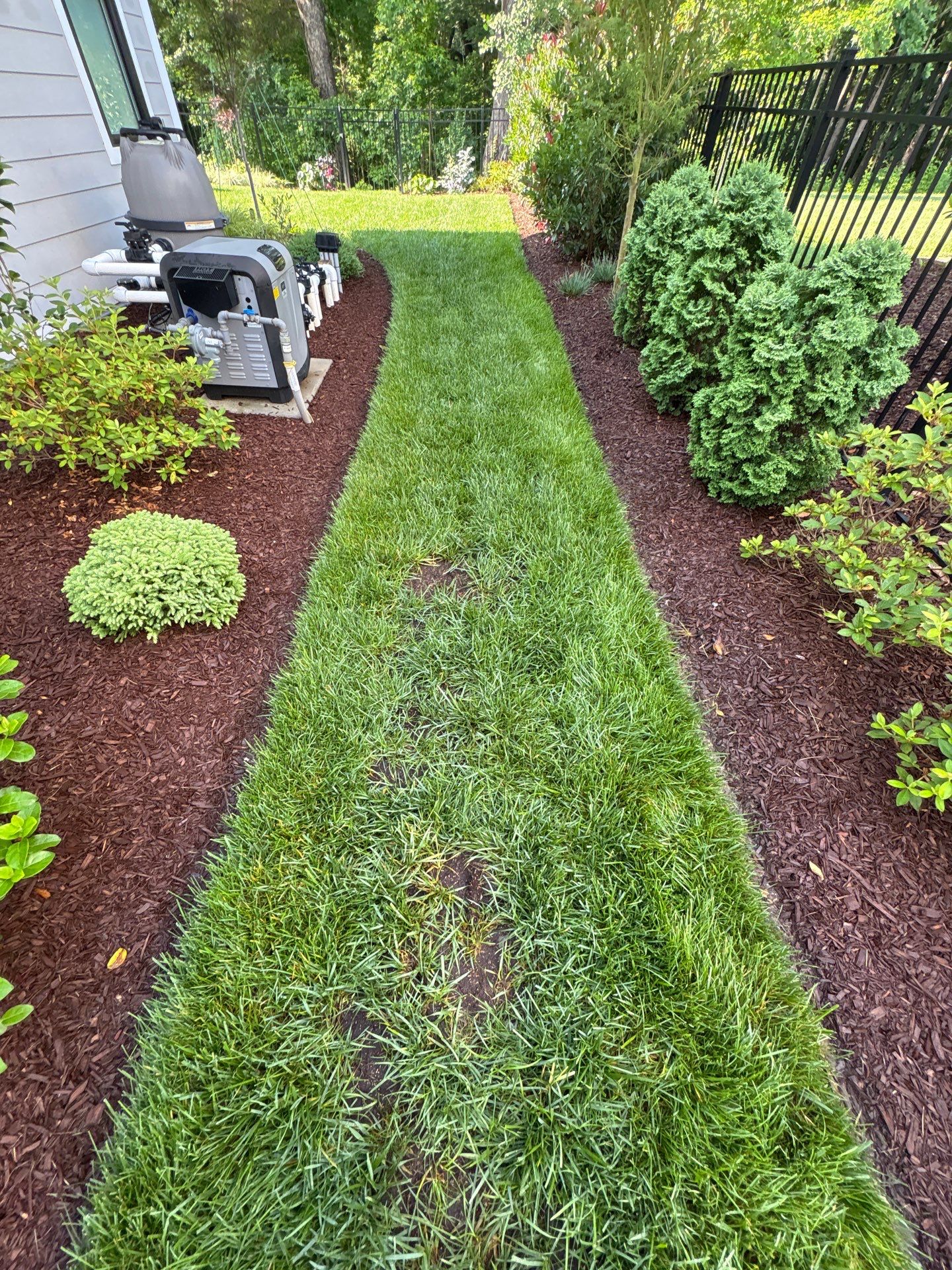 A narrow, neatly mowed grass path bordered by mulched garden beds with various shrubs, next to a house and a black metal fence.