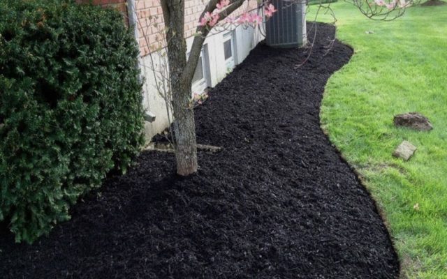 A landscaped garden bed with dark mulch surrounds a tree next to a house, bordered by green grass and a shrub.