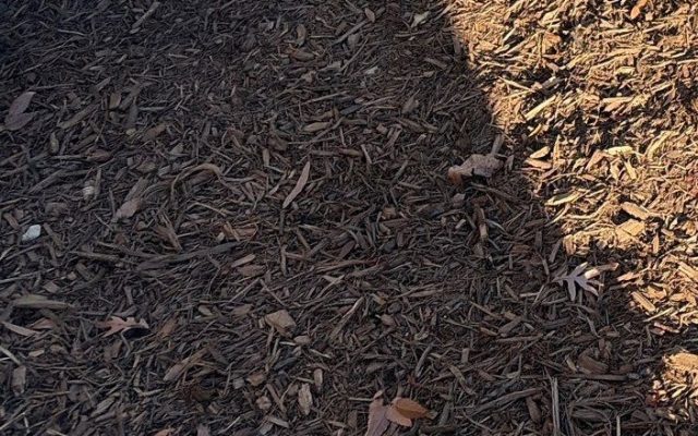 A patch of brown wood mulch on the ground, with sunlight casting a partial shadow across the surface. Scattered dried leaves are visible.